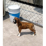 Boxer Con Pedigree Internacional