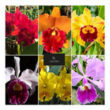 10 Mudas De Orquídea Cattleya - Adultas + 2l De Musgo