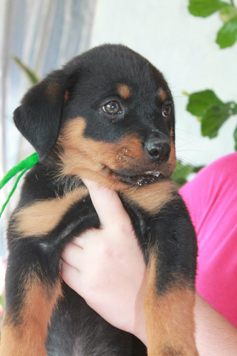 Cautivador Rottweiler Pedigri Mascotassaintdaniel 11