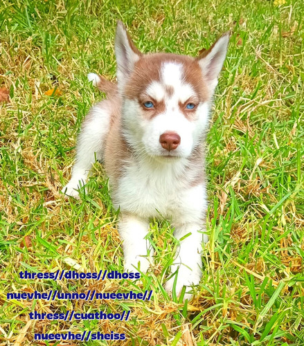 Lobo Husky Siberiano Rojo, Blanco Y Negro Excelente Genética