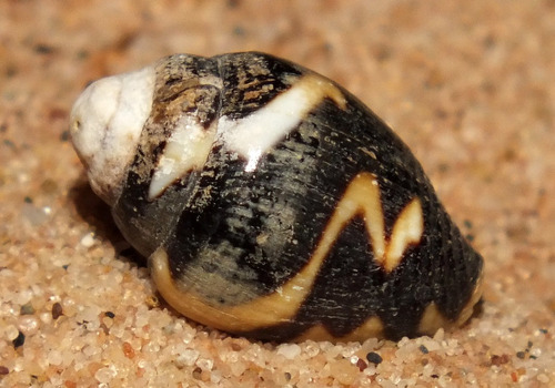 Pictocolumbella Ocellata  - Invertebrado Marino