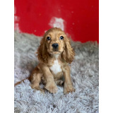 Cachorro Cocker Spaniel