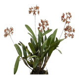 Muda Orquídea Schomburgkia Planta Adulta De Coleção Rara