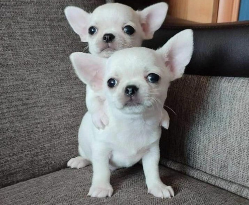 Chihuahua Mini