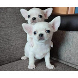 Chihuahua Mini