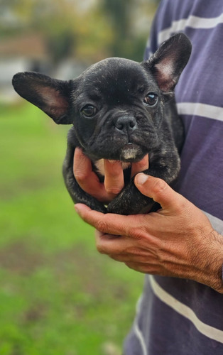 Bulldog Frances Atigrada Hembra Cachorra