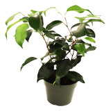 Ficus Benjamina Weeping Fig 4'' De Alto.