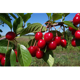 Árbol De Cerezo Pastelero ( Prunus Avium ) Más Semillas 