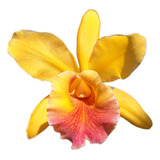 Orquídea Cattleya Hibrida Amarela E Vermelha #2