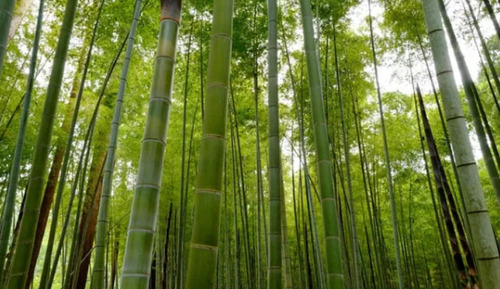 100 Semillas De Bambu Bambusa+ Instructivo 