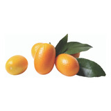 Kumquat Naranjo Enano Frutal