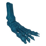 Pie Squeleto Juguete 3d Articulado Flexible