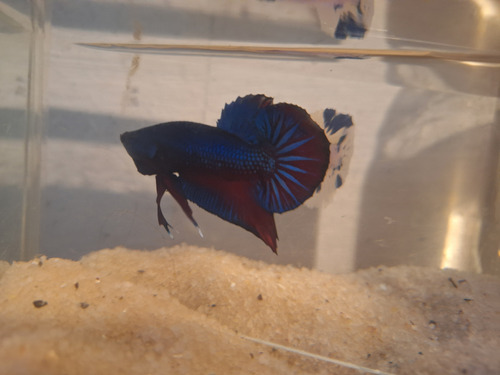 Peixe Betta De Linhagem Blue Pacific Pk Macho + Brinde