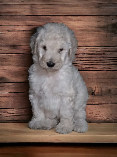 Cachorro Poodle Estándar Gigante Inscrito Kennel Club Chile