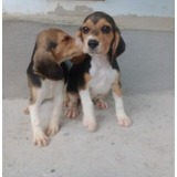 Beagle Feminha Bela Filhota