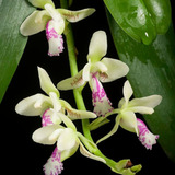 Linda Orquídea Coleção Rara Sedirea Japonica (phalaenopsis)