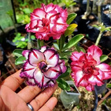 Rosas Del Desierto Adenium Obesum, 3 Pzs Mas Abono D Perlita