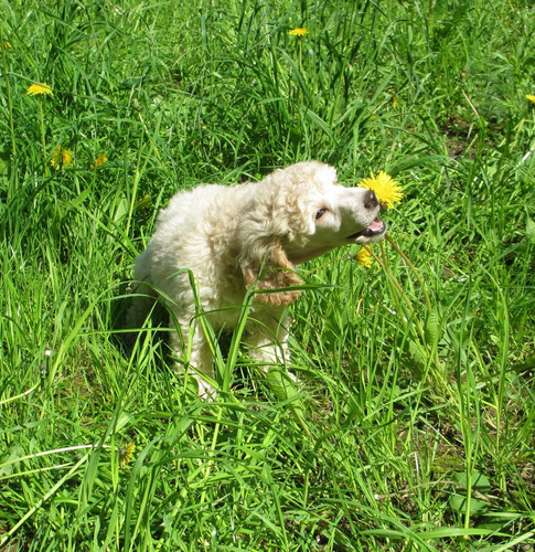 Sensacionalbelleza Caniche Línea Campeones