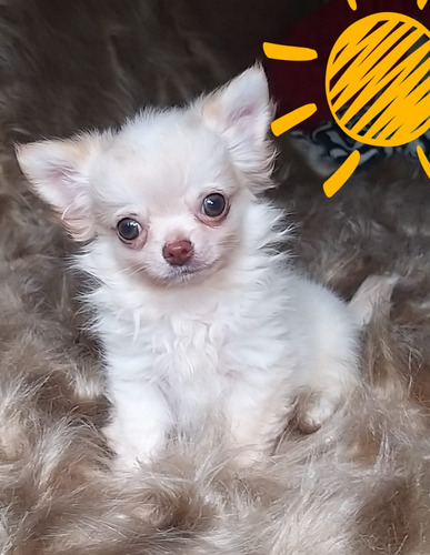 Chihuahua De Alto Padrao 