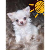 Chihuahua De Alto Padrao 