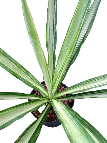 Planta De Yuca Variegada 