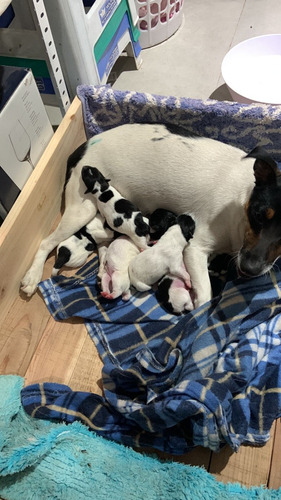 Vendo Hermosos Cachorros Fox Terries Padre A La Vista