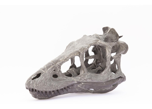 Réplica Cráneo De T Rex / Cria De T Rex Fósil Museum Quality