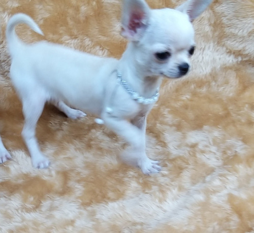 Chihuahua Fêmea Pelo Curto Micro Com Pedigree 
