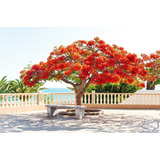 Semillas De Arbol En Llama - Delonix Regia