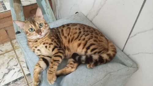 Gato Bengal Casal