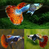 Guppy De Linhagem Red Mosaico Dumbo