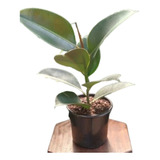 Ficus Elasticus Cabernet - Gomero - Plantas De Interior 