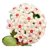 Hoya Mathilde, Clepia Exotica De Colección