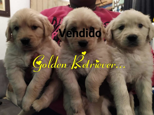 Belíssimos Golden Retriever