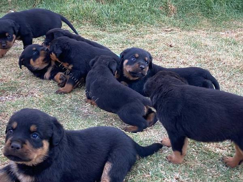 Lindos Cachorros Roteailler Con Pastor Alemán Vacunados En B