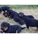 Lindos Cachorros Roteailler Con Pastor Alemán Vacunados En B