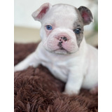 Cachorro Bulldog Frances Pied Black Merle 