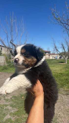 Cachorro Aussie Pastor Ovejero Australiano | Meses sin interés
