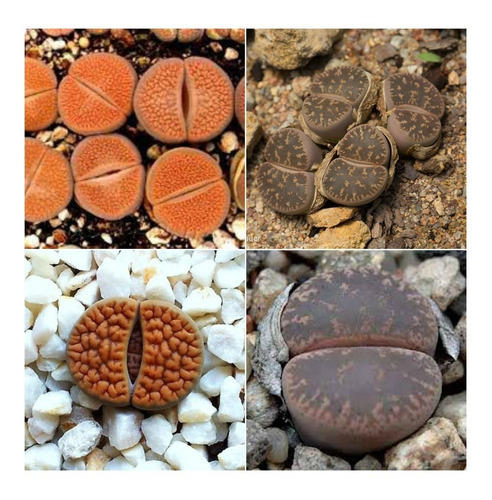 10 Semillas Lithops Cactus Piedra Mix Especies + Obsequio