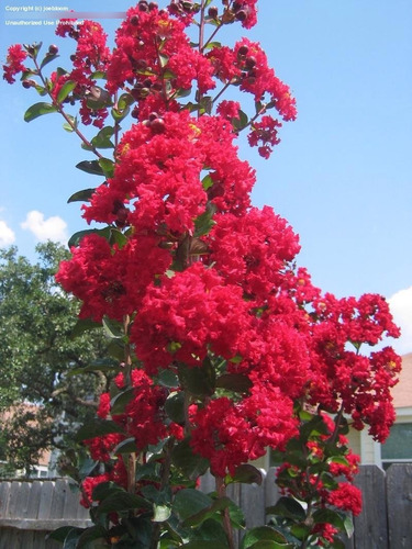 Planta De Lagestroemia Crespon Arbol Exterior Tierra Maceta