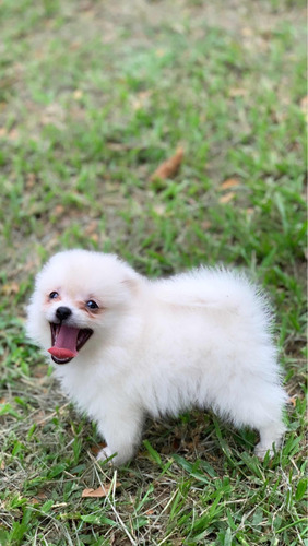 Venta Pomerania Mini Lulu Cali Bogota Medellin Barranquilla