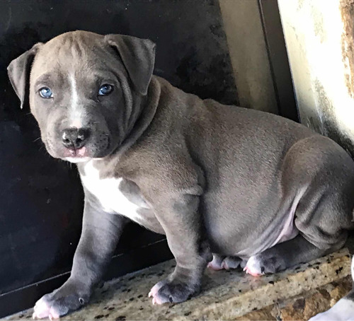 American Staffordshire Terrier (amstaff)fêmeas Blue Disp.