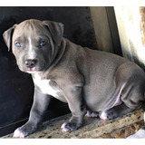 American Staffordshire Terrier (amstaff)fêmeas Blue Disp.