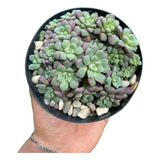 Suculenta Echeveria Subcorymbosa Pote 11 Vai Plantada