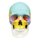 Model De Cráneo A Escala Real, 3 Partes Coloreadas