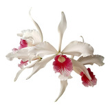 Orquidea Laelia Purpurata Carnea Planta Adulta Que Já Floriu