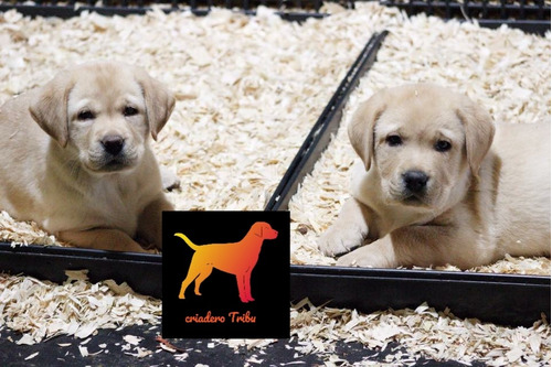 Cachorros Labrador 100% Reales, Hace Tu Sueño Realidad