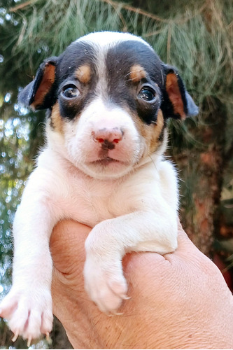 Fox Terrier Ratoneros Garantia Impresa D Salud Y Pureza Raci