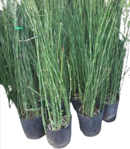 Equisetum Cola De Caballo Envase De 4 Litros