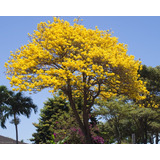 500 Semillas De Tabebuia Donnell Smithii - Arbol Primavera